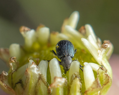 Omphalapion laevigatum