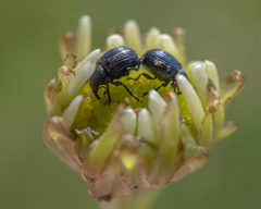 Omphalapion laevigatum