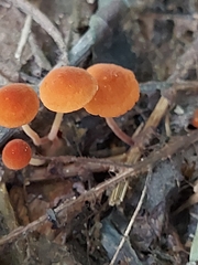 Marasmius sullivantii
