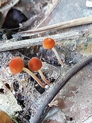 Marasmius sullivantii