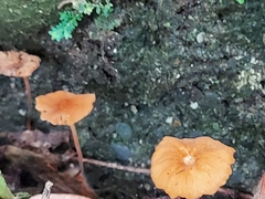 Marasmius sullivantii
