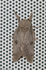 Syssphinx heiligbrodti