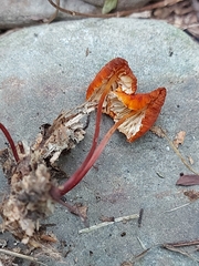 Marasmius sullivantii