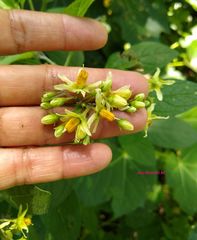 Solanum bulbocastanum