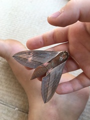 Theretra alecto