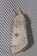 Syssphinx heiligbrodti