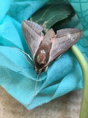 Theretra alecto