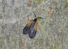 Pyromorpha dimidiata