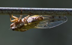 Diceroprocta marevagans