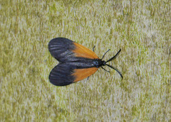 Pyromorpha dimidiata