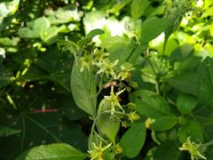 Solanum bulbocastanum
