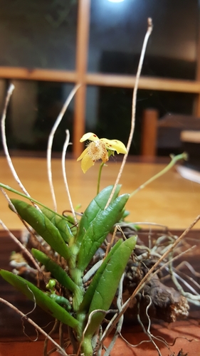 Thrixspermum tenuicalcar