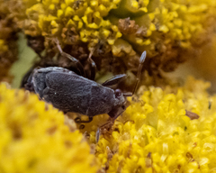 Stygnocoris rusticus