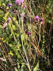 Cirsium arvense
