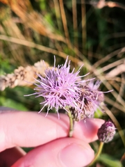 Cirsium arvense