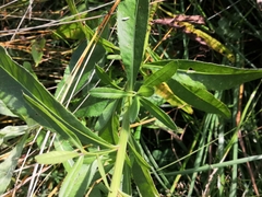 Cirsium arvense