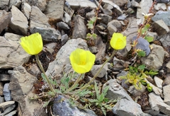 Papaver alpinum