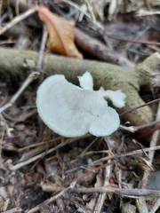Favolus spatulatus