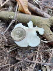 Favolus spatulatus