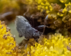 Stygnocoris rusticus
