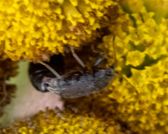 Stygnocoris rusticus