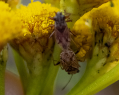 Stygnocoris rusticus