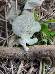 Favolus spatulatus