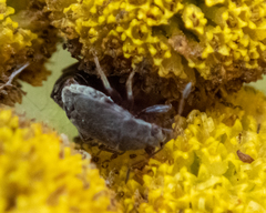 Stygnocoris rusticus
