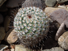 Mammillaria perezdelarosae