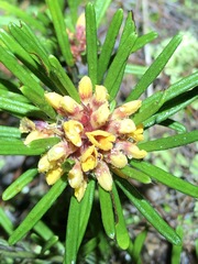 Pultenaea petiolaris