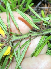Pultenaea petiolaris