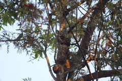 Funambulus palmarum