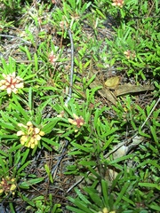 Pultenaea petiolaris