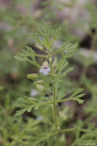 Leucospora multifida