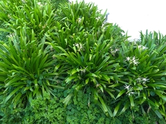 Hymenocallis speciosa
