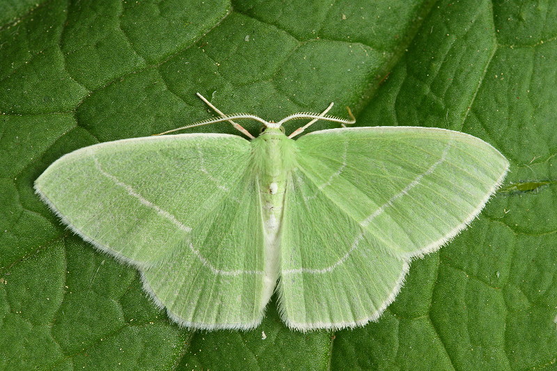 White-fringed Emerald
