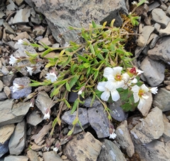 Cerastium pusillum