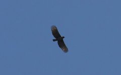 Nisaetus nipalensis