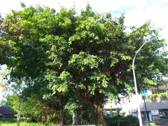 Ficus caulocarpa