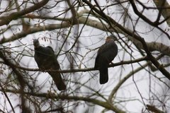 Columba pulchricollis