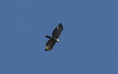 Nisaetus nipalensis