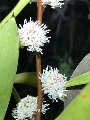 Hakea benthamii