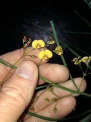 Daviesia wyattiana