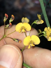 Daviesia wyattiana