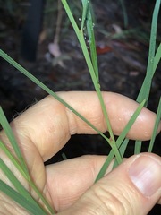 Daviesia wyattiana