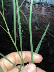 Daviesia wyattiana