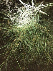 Daviesia wyattiana