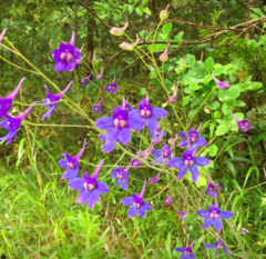 Delphinium treleasei