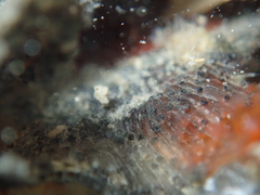 Watersipora subatra