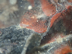 Watersipora subatra